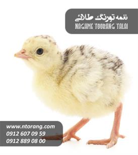 فروش جوجه بوقلمون گوشتی يك روزه